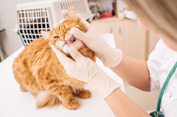 cat in the dental check