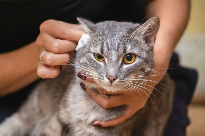 Treatment of ear discharge in cats