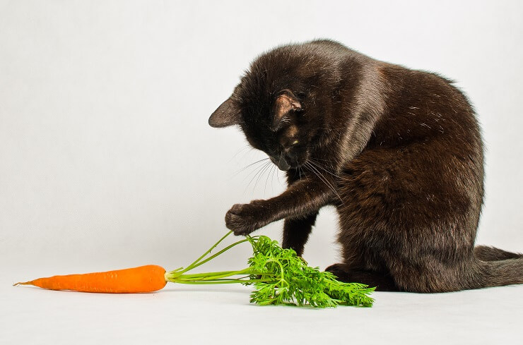 Cat playfully interacting with a carrot