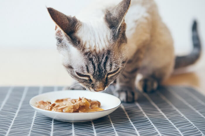 Russian Blue cat is eating Homemade cat food