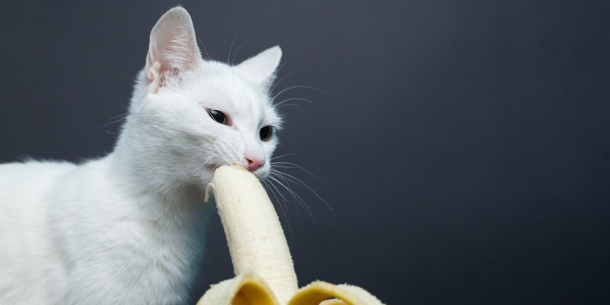 Cat enjoying a bite of banana