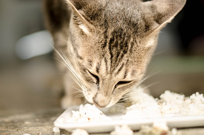 Content cat savoring a meal of rice.