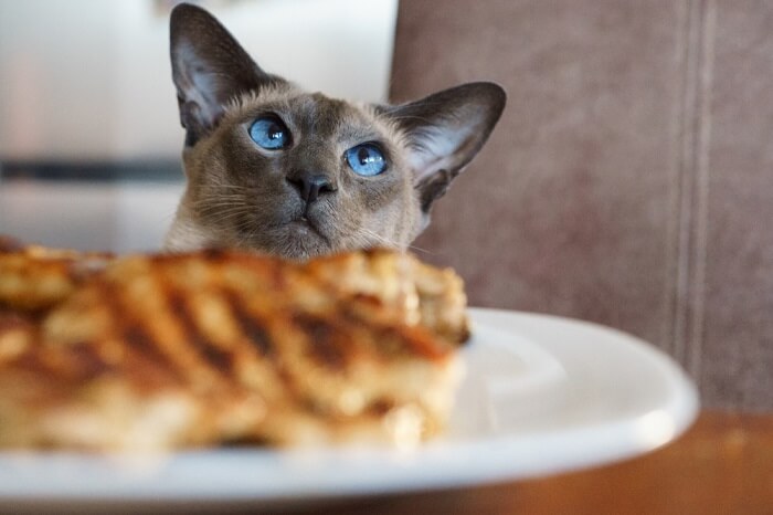 Content cat savoring a delicious steak meal.