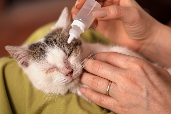 Putting eye drops in a cat's eye