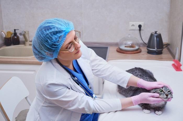 Vet inspecting a cat's eye