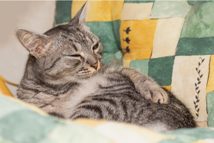 An image of a cat engaged in grooming its belly fur.