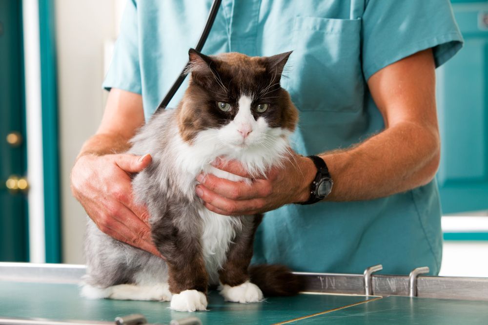 cat having a check-up