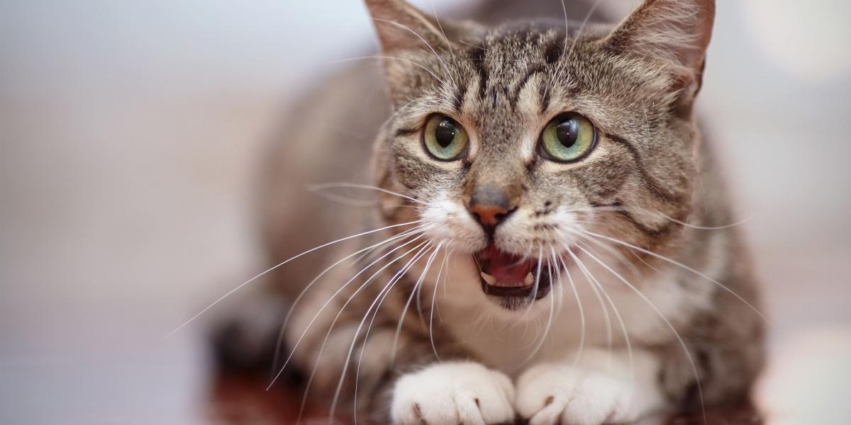 A curious cat with its nose lifted, actively engaged in huffing the scents in its environment, showcasing the keen sense of smell that plays a vital role in a cat's perception of the world.