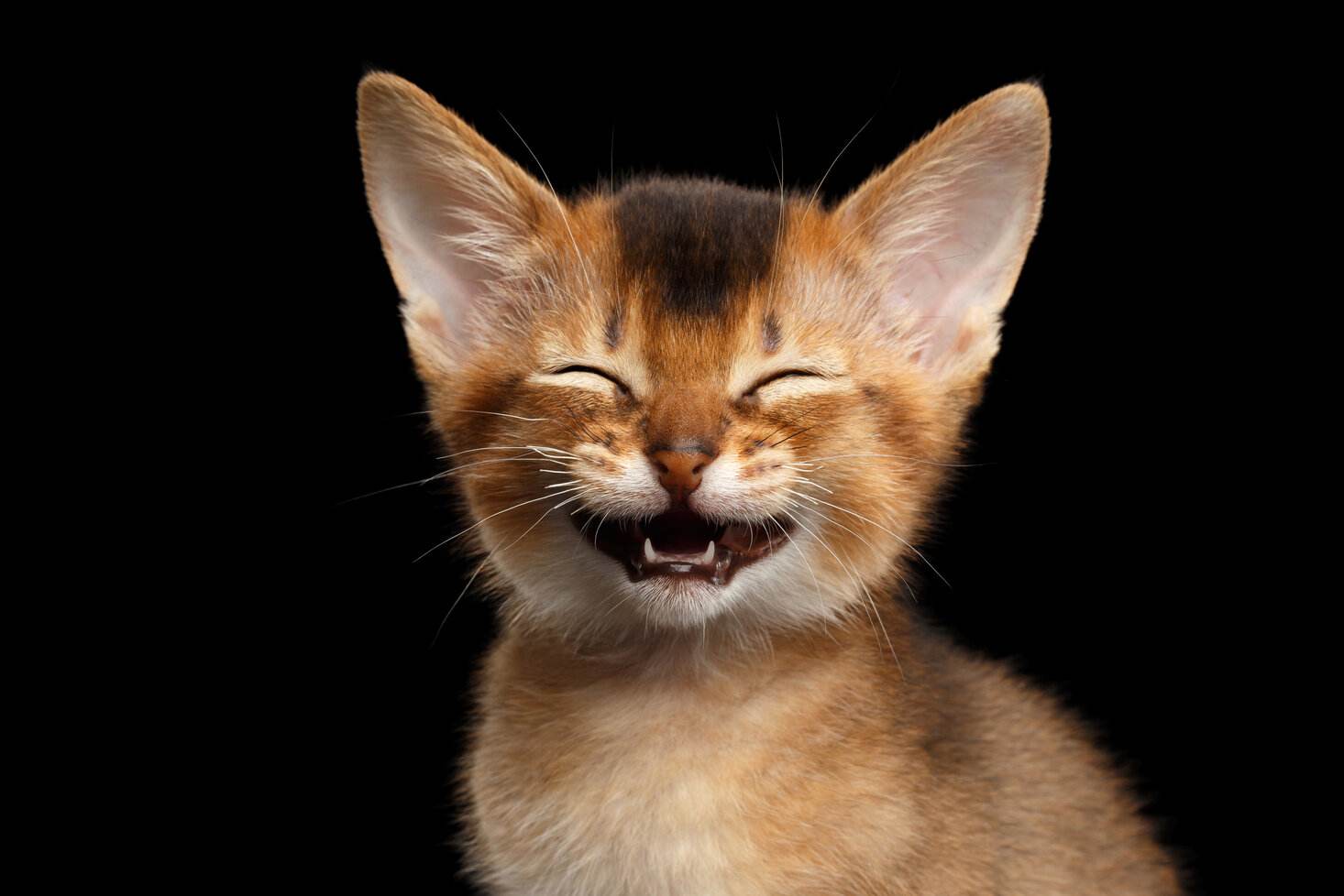 Abyssinian Cat smiling