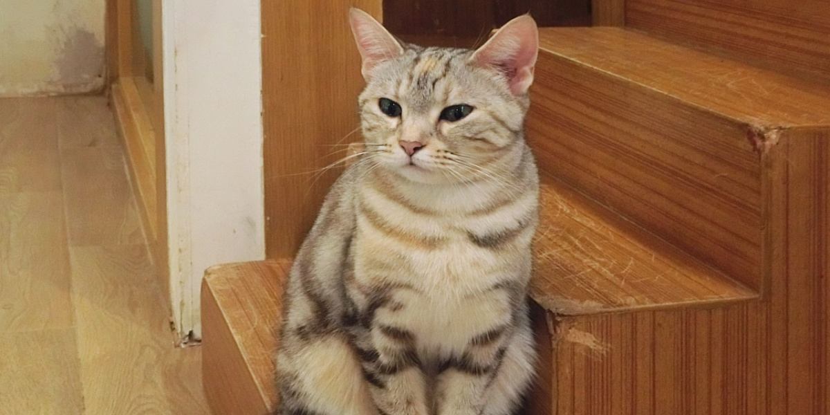 Curious cat cautiously exploring a staircase. The image portrays the feline's inquisitive nature as it navigates the steps.