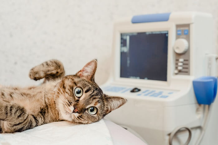 An image depicting a cat in an X-ray room during a medical procedure.