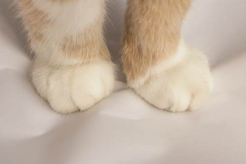 Captivating image of a cat kneading with its paws, a behavior that reflects comfort, nostalgia, and a sense of security.