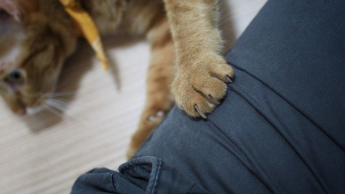 Sweet image of a cat kneading its owner's lap, illustrating the intimate connection and contentment between the cat and its human companion.