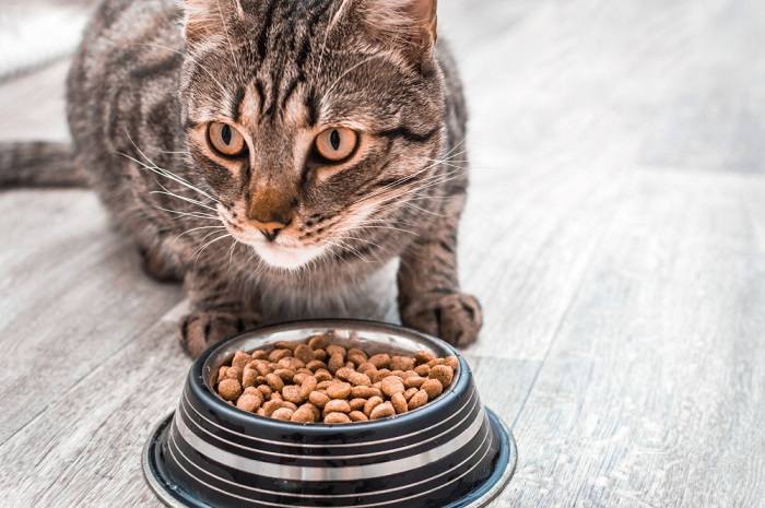 Cat looking and eating.