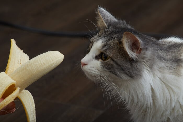 Cat curiously observing a banana