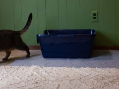 Cat looking off camera next to a litter box.