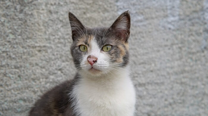 Dilute calico cat sitting in front of grey background