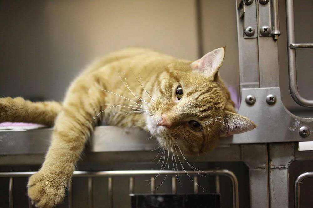 Orange cat lounging in veterinarian cage pancreatitis in cats