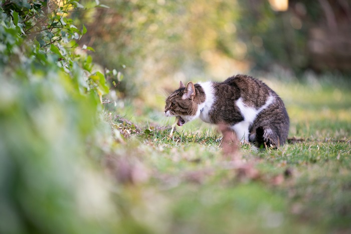 Treatment for cat vomiting blood