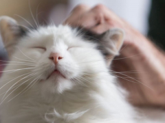 An image capturing a contented cat in the act of purring, possibly shown in a relaxed and comfortable state, reflecting the soothing and pleasurable vocalization often associated with feline happiness.