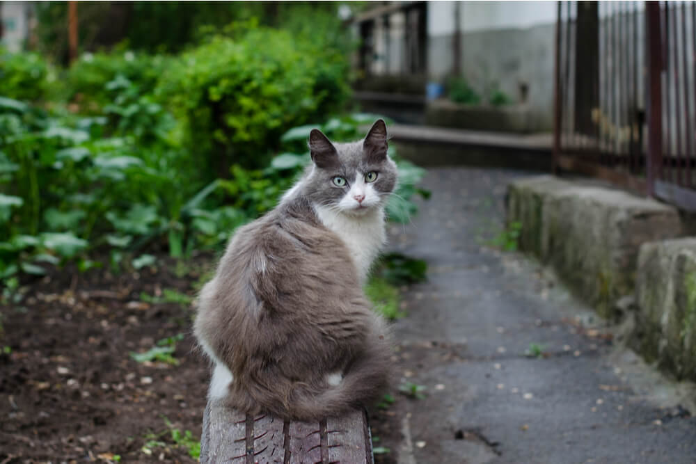 Rabies in Cats Feature