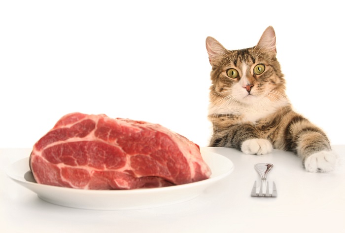 Illustrating potential benefits of raw meat for cats, highlighting a dietary perspective.