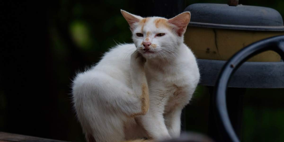 Cat engaging in natural behavior by scratching, utilizing its claws to mark territory and maintain claw health, highlighting the importance of providing appropriate outlets for this instinctive behavior.