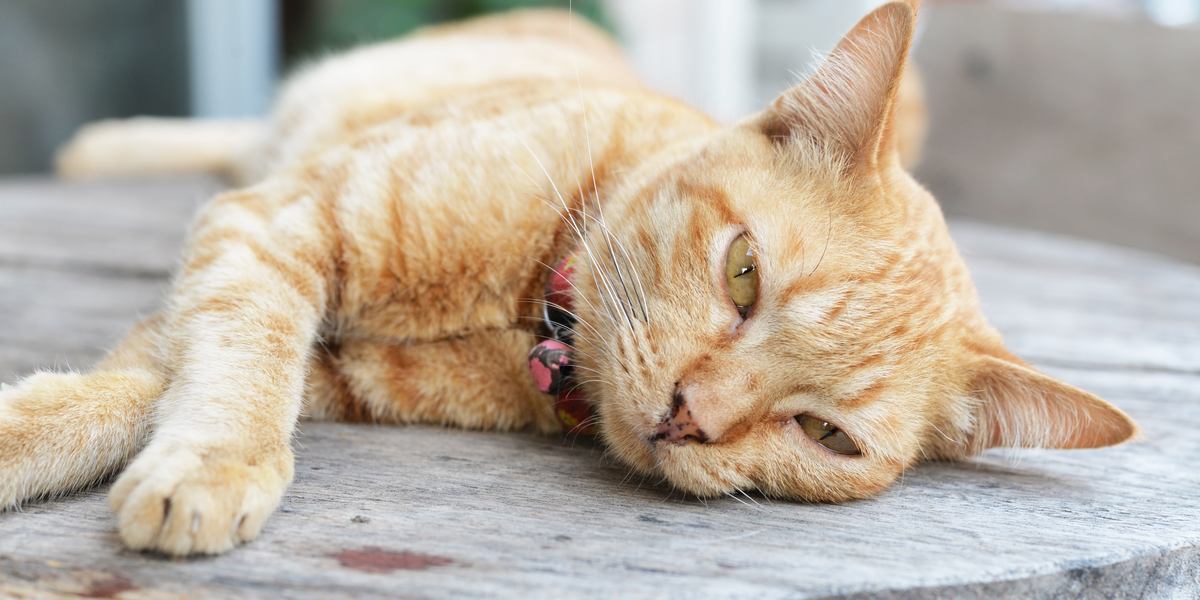 An image of a sick cat resting on a soft surface.