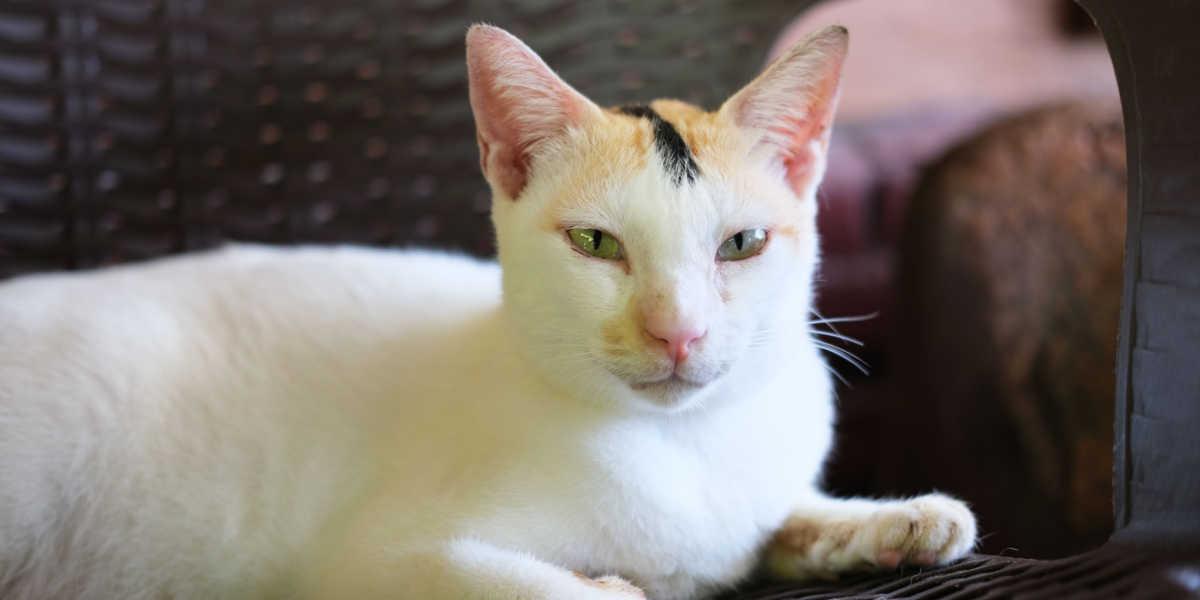 A confident and intense-looking cat sitting on a bench, gazing with a fierce expression on its face, exuding a strong aura of independence and determination.