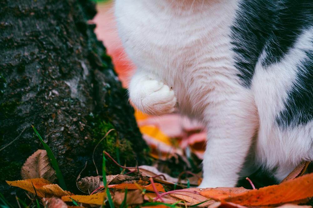 Cat sitting in park with one front leg lifted up.