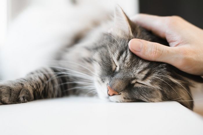 Serene cat curled up in a peaceful slumber, nestled in a cozy spot, embodying the tranquility and comfort of a restful nap.