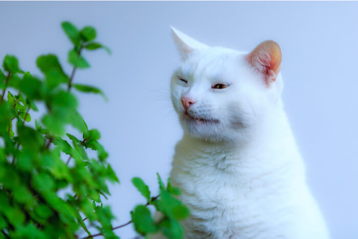 Snapshot of a cat caught mid-sneeze, showcasing a common but endearing moment in feline behavior, often caused by various factors such as dust, allergies, or minor irritants.