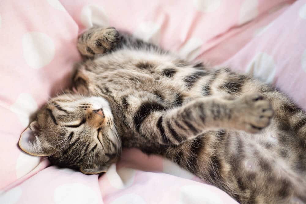 Cat sleeping upside down