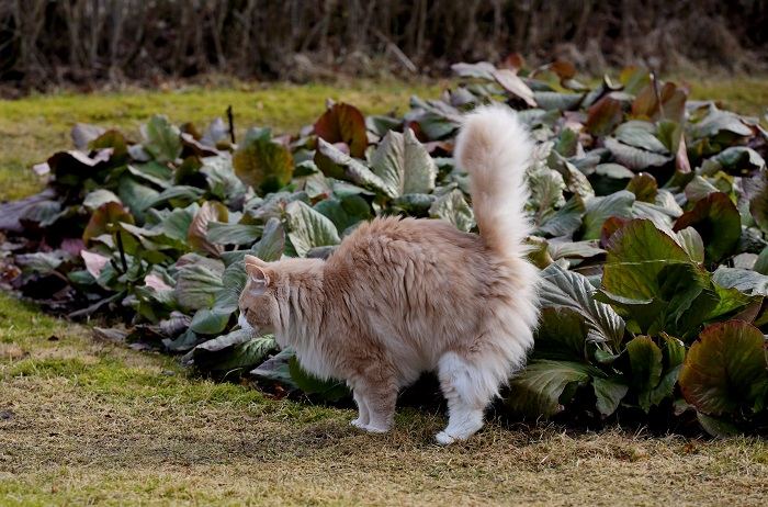 A cat exhibiting urine spraying behavior, a common feline territorial marking behavior 