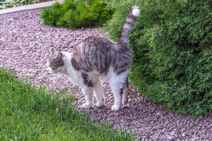 Cat displaying spraying behavior