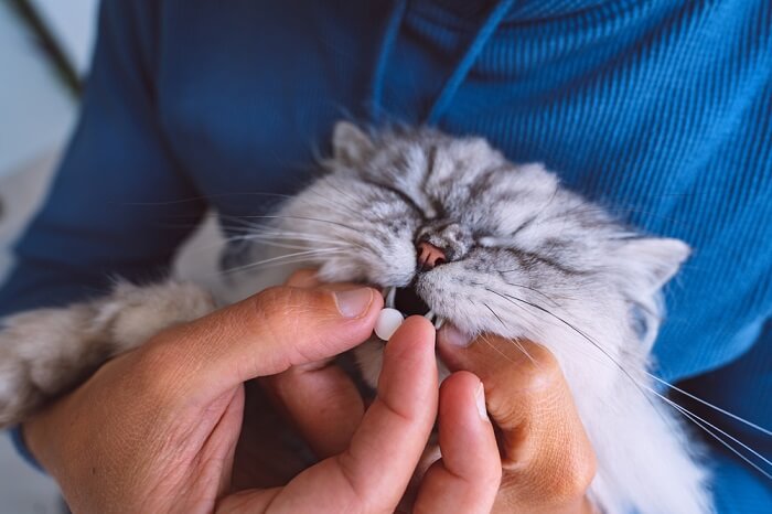 Image illustrating the process of a cat taking medicine, highlighting the cooperation between a responsible pet owner and their feline companion in ensuring proper administration of prescribed medications for health and recovery.