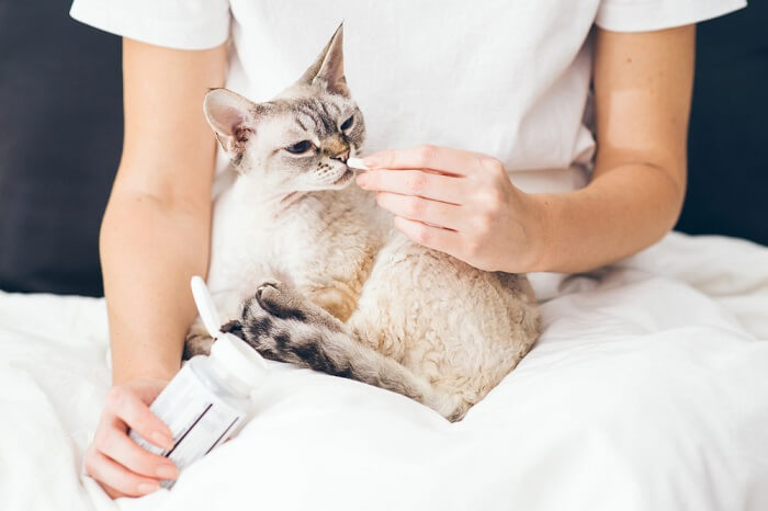 Cat taking medicine with cooperation and patience, reflecting the crucial role of responsible pet care in administering prescribed medications for their health and well-being.