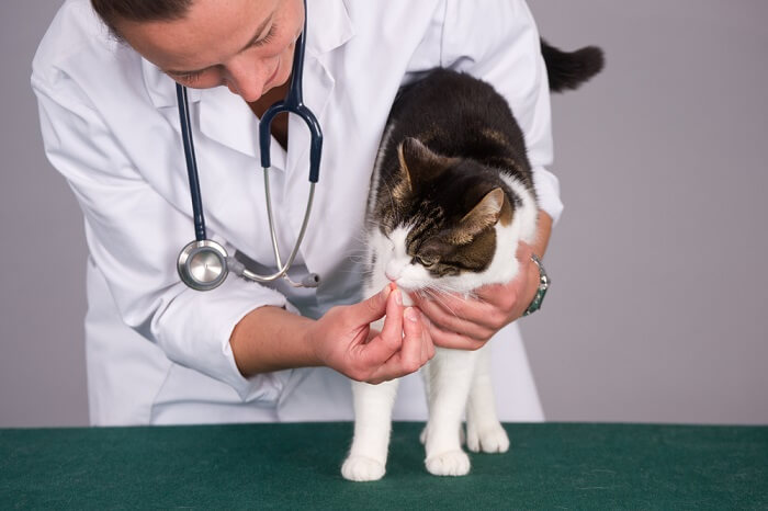 cat with whipworms at the veterinarians office