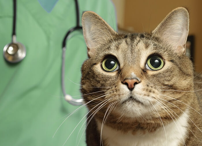 An image indicating a cat displaying potential signs of bone cancer