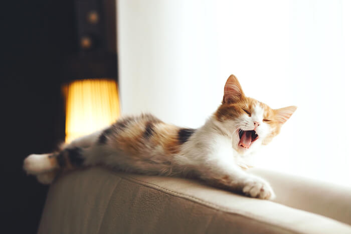 Captivating image of a cat yawning while lounging on a couch, capturing a candid moment that showcases feline relaxation and the adorable expression of a wide yawn.