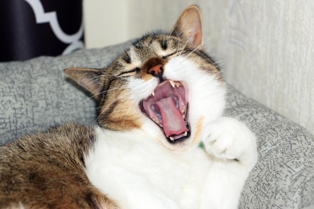 cat yawns