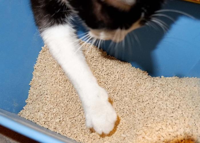 Catit Go Natural Wood Clumping Cat Litter