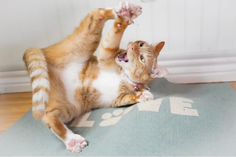 Cat on catnip rolling on ground with mouth open