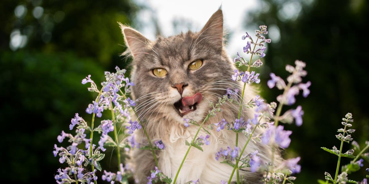 A delighted cat enjoying catnip.