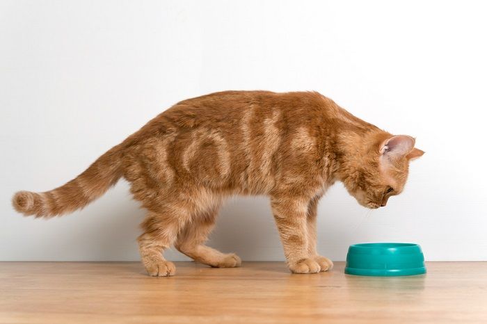 Changing the cat's water bowl