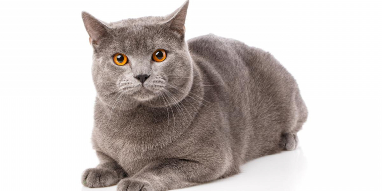 Chartreux