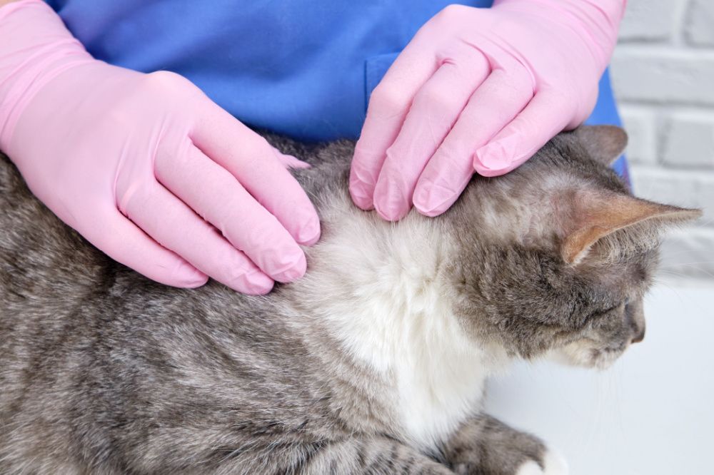 checking tick on cat