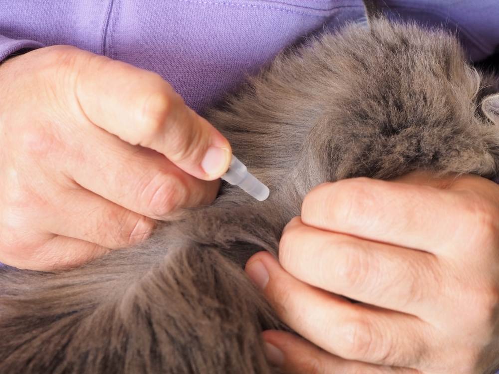 Close-up of male hands, pipette with a flea medication, applying to the skin of a cat’s shoulder blades.