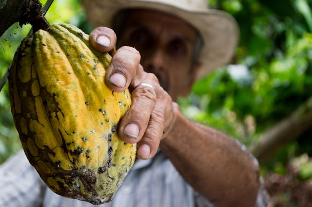 Cocoa bean on tree