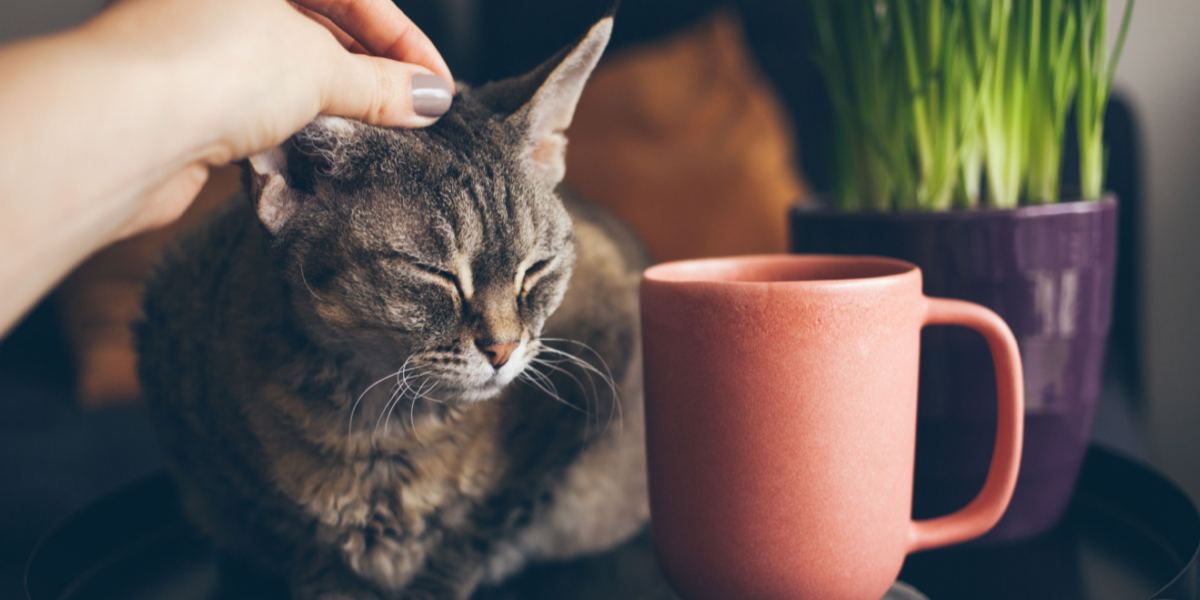 Coffee-inspired cat, featuring a unique and creative feline aesthetic.